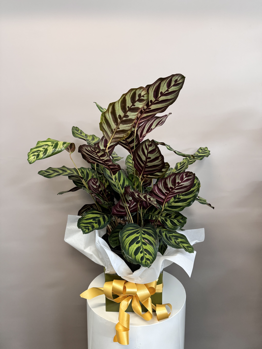 Calathea Makoyana