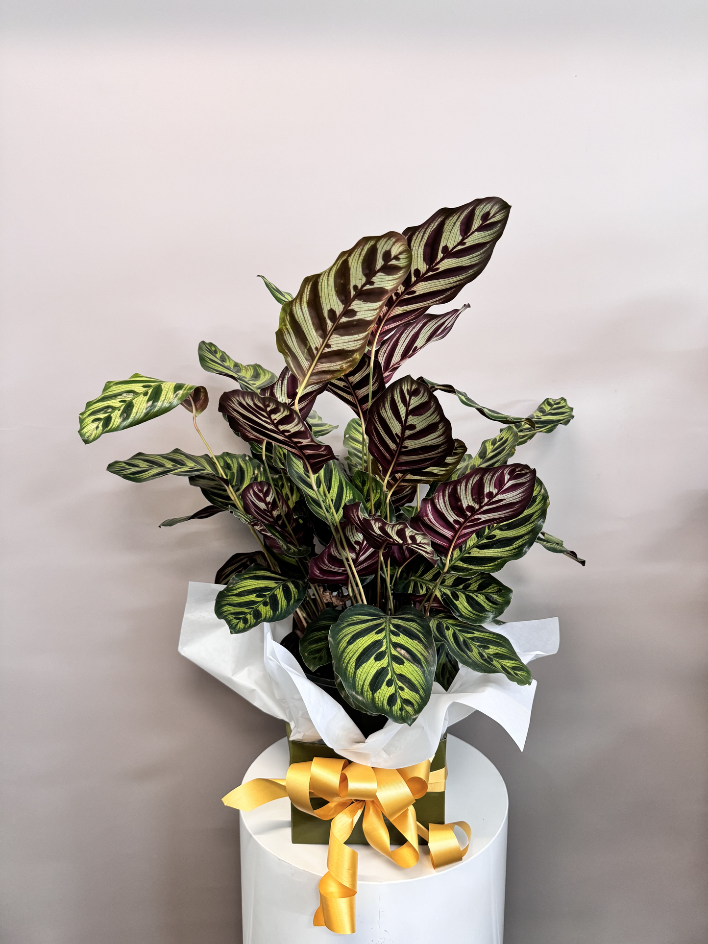 Calathea Makoyana