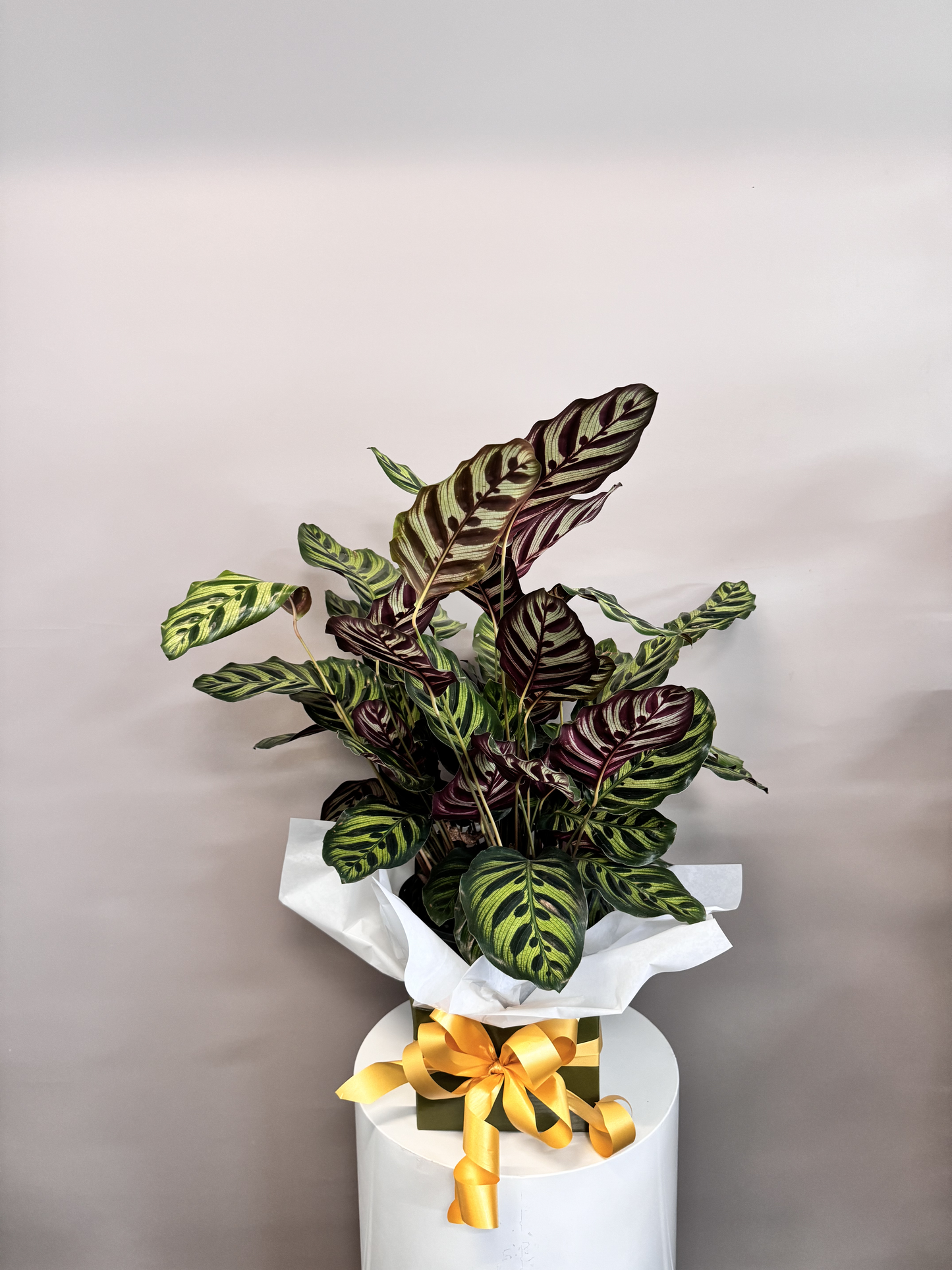 Calathea Makoyana