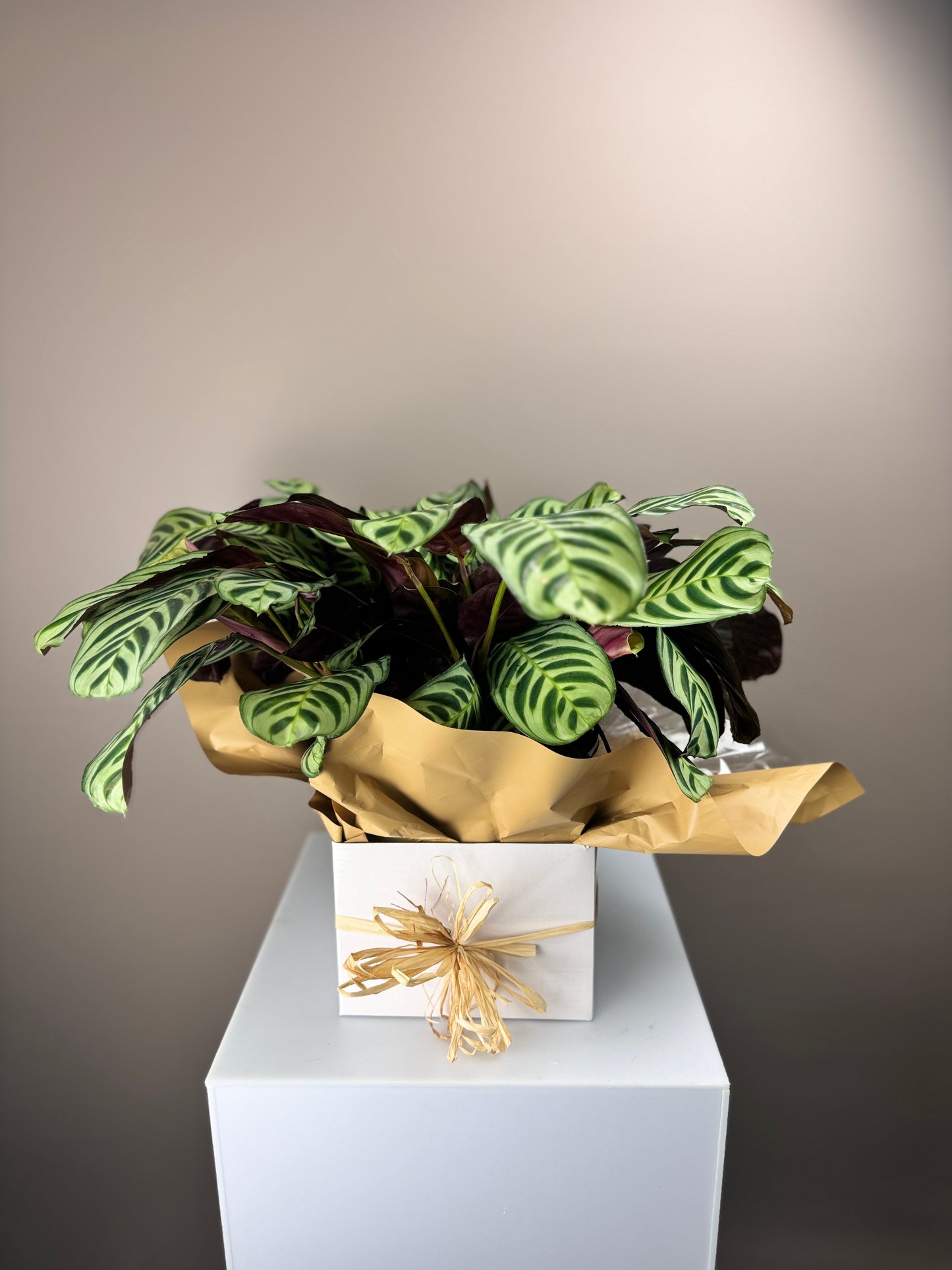 Calathea Burle Marxii